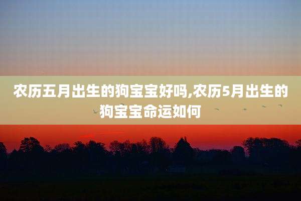 农历五月出生的狗宝宝好吗,农历5月出生的狗宝宝命运如何