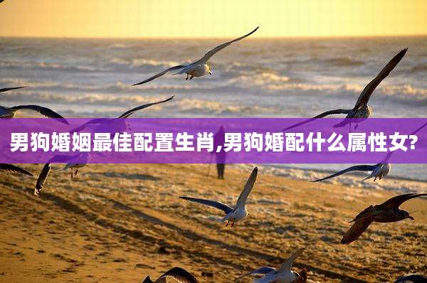 男狗婚姻最佳配置生肖,男狗婚配什么属性女?
