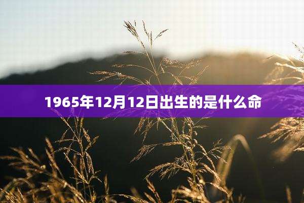 1965年12月12日出生的是什么命