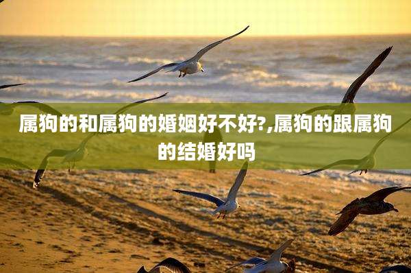 属狗的和属狗的婚姻好不好?,属狗的跟属狗的结婚好吗