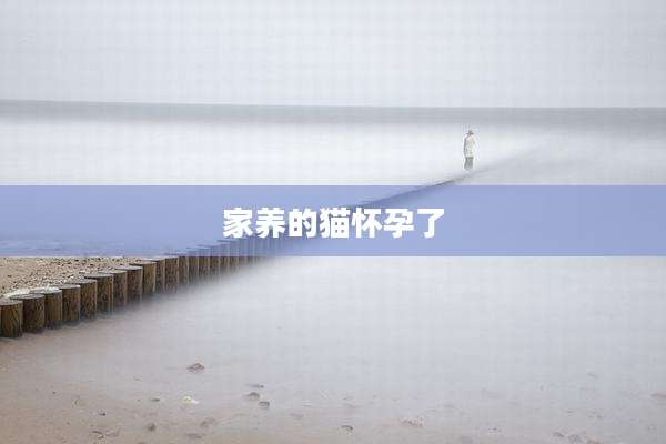 家养的猫怀孕了