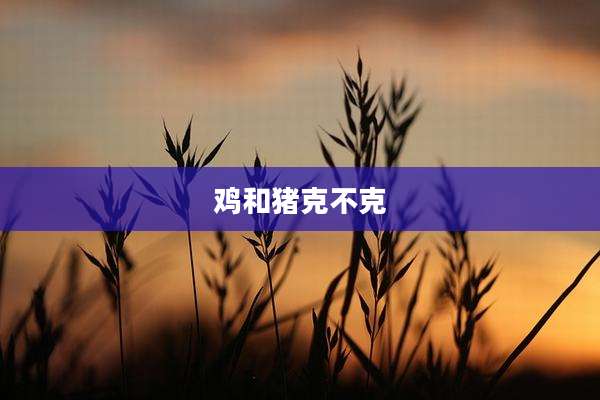 鸡和猪克不克