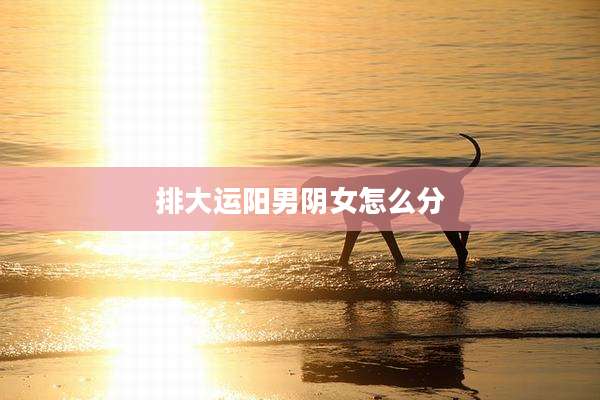 排大运阳男阴女怎么分