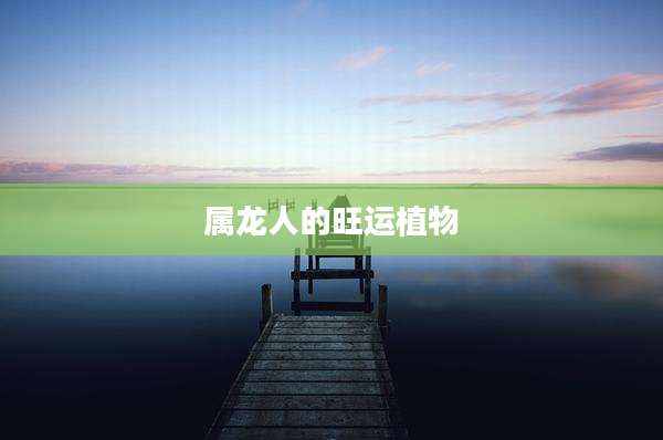 属龙人的旺运植物