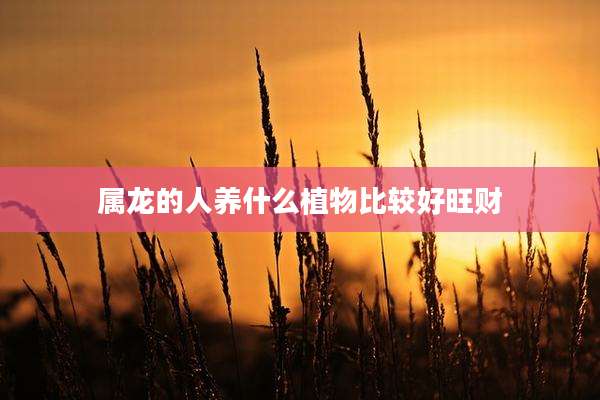 属龙的人养什么植物比较好旺财