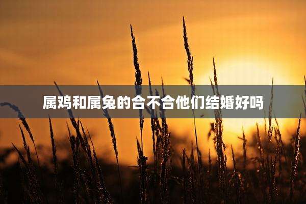 属鸡和属兔的合不合他们结婚好吗