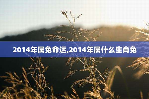 2014年属兔命运,2014年属什么生肖兔