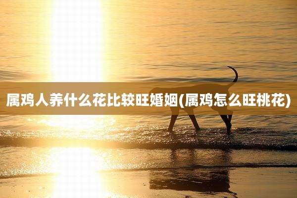 属鸡人养什么花比较旺婚姻(属鸡怎么旺桃花)