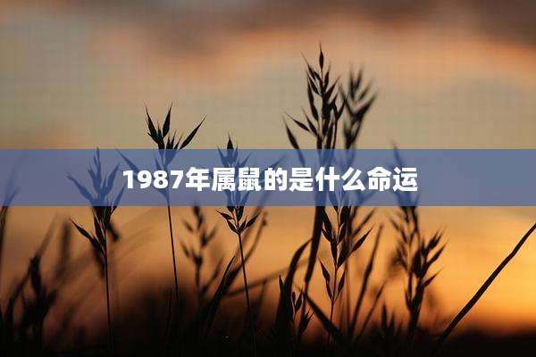 1987年属鼠的是什么命运