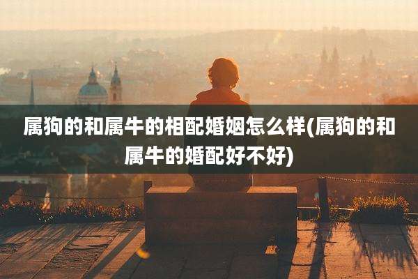 属狗的和属牛的相配婚姻怎么样(属狗的和属牛的婚配好不好)