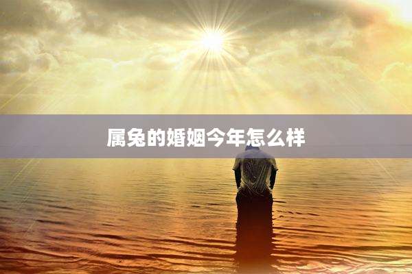 属兔的婚姻今年怎么样