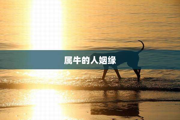 属牛的人姻缘
