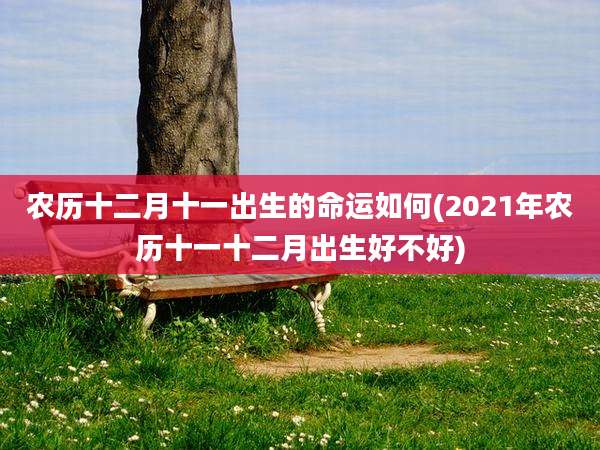 农历十二月十一出生的命运如何(2021年农历十一十二月出生好不好)