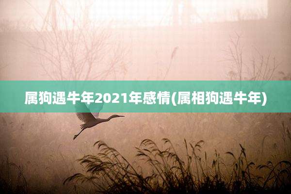 属狗遇牛年2021年感情(属相狗遇牛年)
