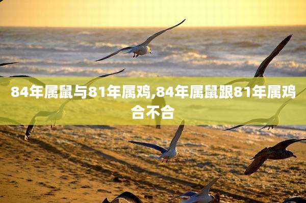 84年属鼠与81年属鸡,84年属鼠跟81年属鸡合不合
