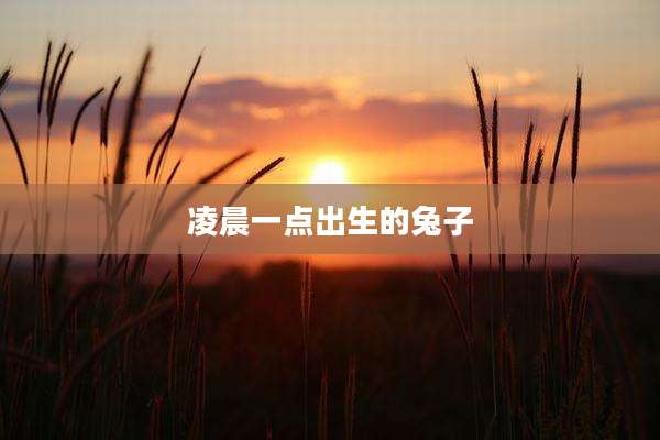 凌晨一点出生的兔子