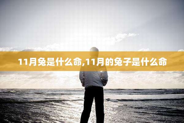 11月兔是什么命,11月的兔子是什么命