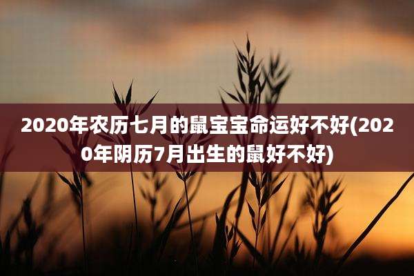 2020年农历七月的鼠宝宝命运好不好(2020年阴历7月出生的鼠好不好)
