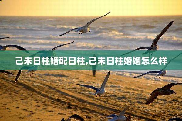 己未日柱婚配日柱,己未日柱婚姻怎么样