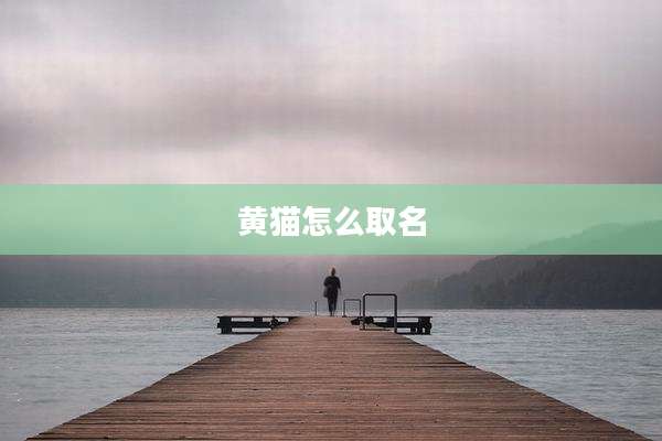 黄猫怎么取名