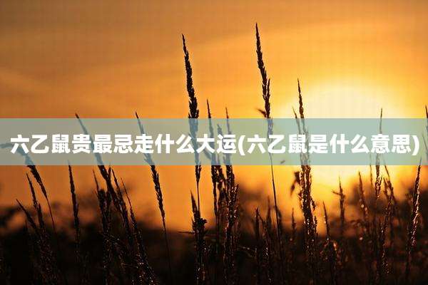 六乙鼠贵最忌走什么大运(六乙鼠是什么意思)