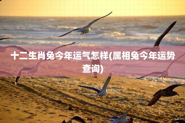 十二生肖兔今年运气怎样(属相兔今年运势查询)