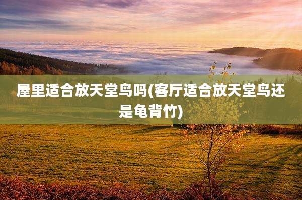 屋里适合放天堂鸟吗(客厅适合放天堂鸟还是龟背竹)