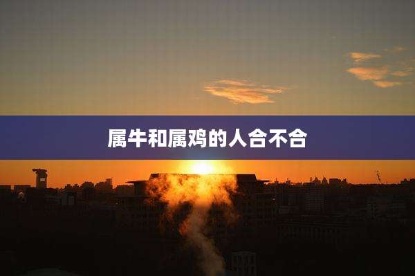 属牛和属鸡的人合不合