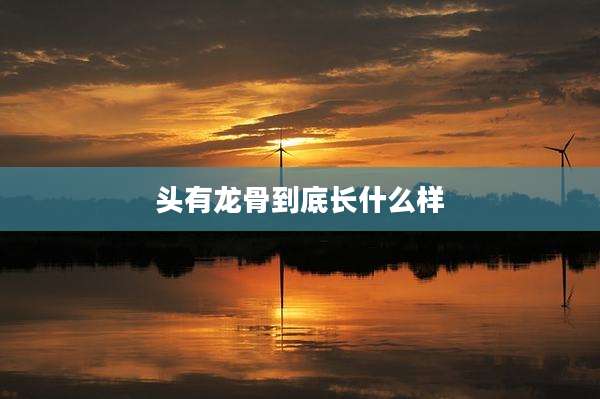 头有龙骨到底长什么样