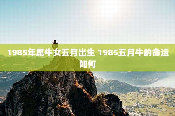 1985年属牛女五月出生 1985五月牛的命运如何