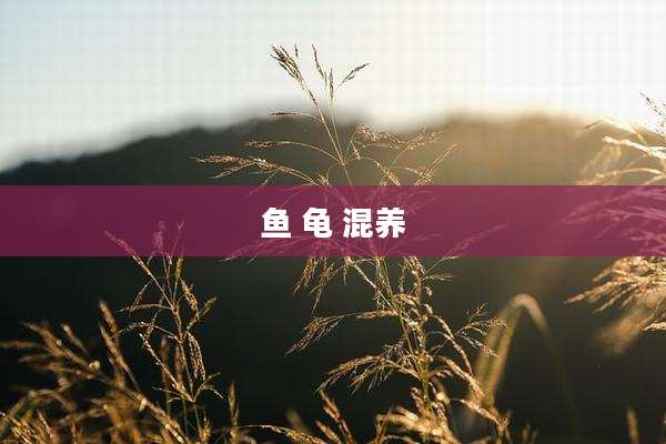鱼 龟 混养