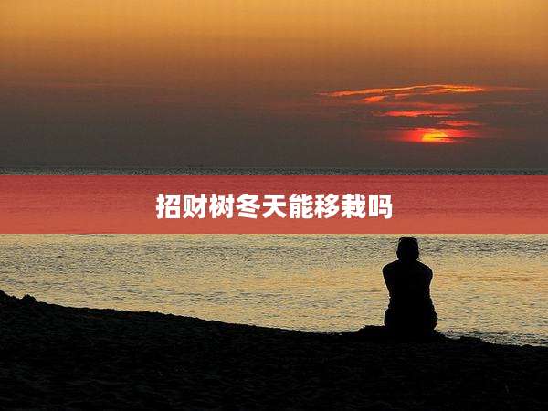 招财树冬天能移栽吗