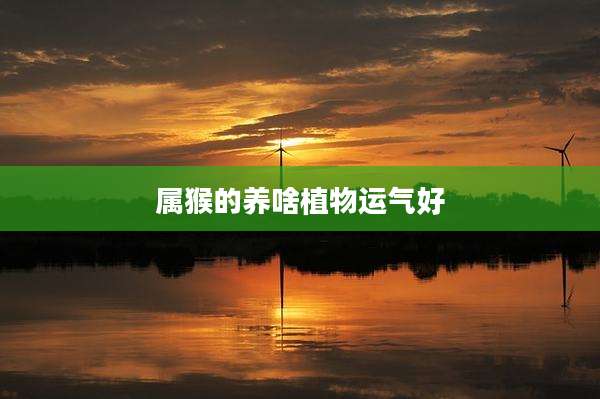 属猴的养啥植物运气好