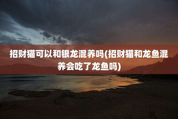 招财猫可以和银龙混养吗(招财猫和龙鱼混养会吃了龙鱼吗)
