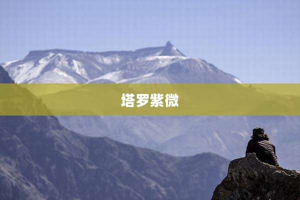 塔罗紫微