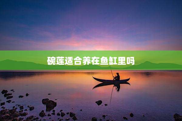 碗莲适合养在鱼缸里吗