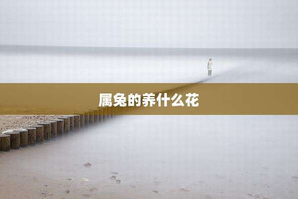 属兔的养什么花