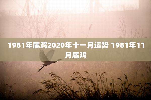 1981年属鸡2020年十一月运势 1981年11月属鸡