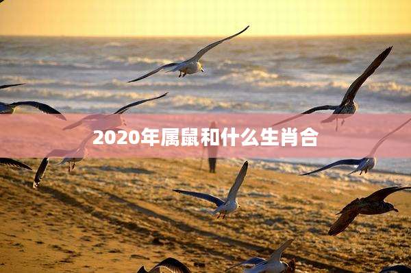 2020年属鼠和什么生肖合