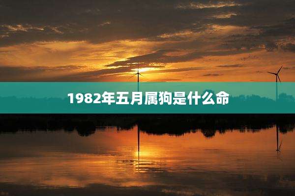 1982年五月属狗是什么命