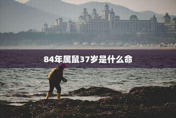 84年属鼠37岁是什么命