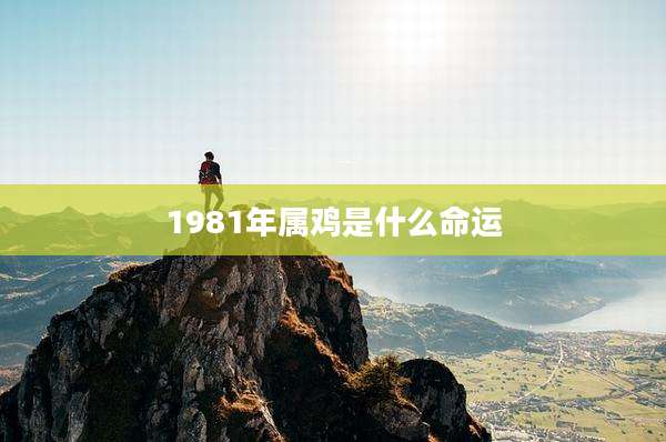 1981年属鸡是什么命运