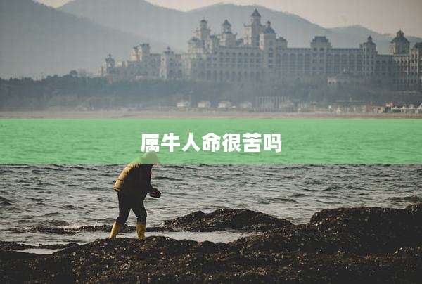 属牛人命很苦吗