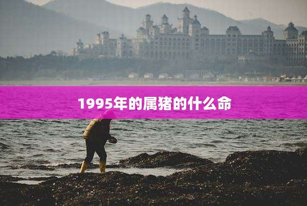 1995年的属猪的什么命