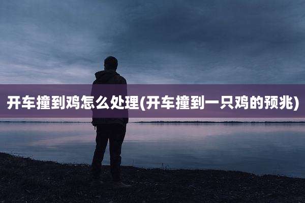 开车撞到鸡怎么处理(开车撞到一只鸡的预兆)