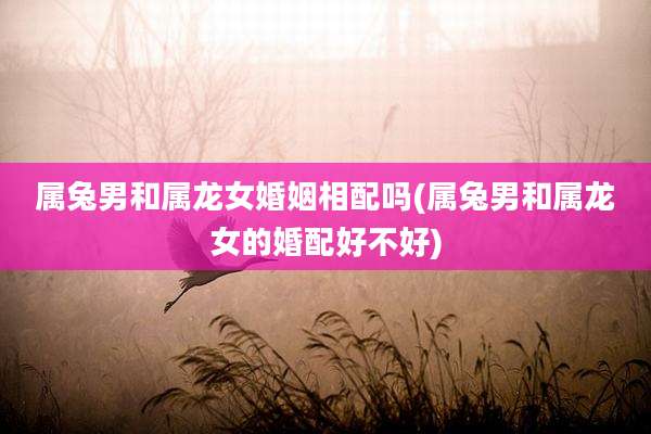 属兔男和属龙女婚姻相配吗(属兔男和属龙女的婚配好不好)
