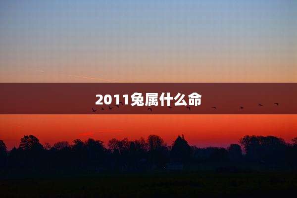 2011兔属什么命