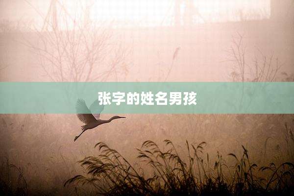 张字的姓名男孩