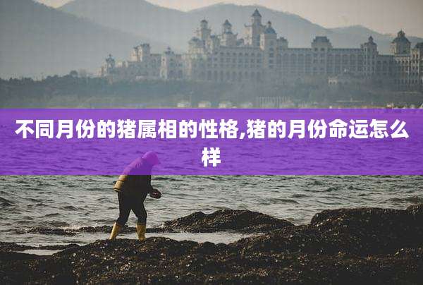 不同月份的猪属相的性格,猪的月份命运怎么样