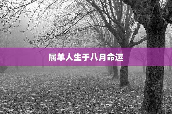 属羊人生于八月命运